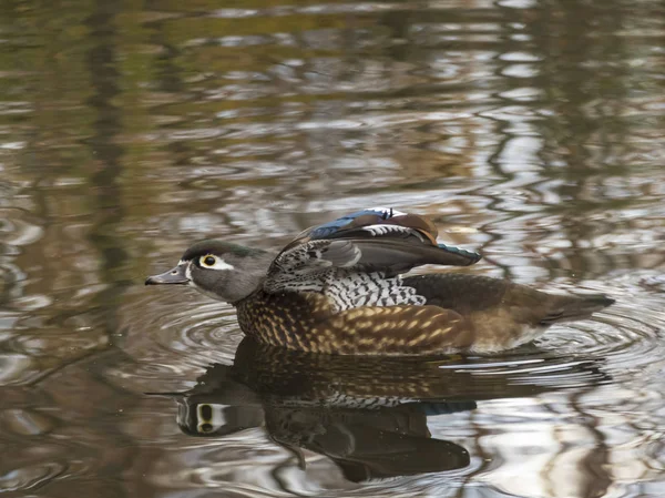 Pato Solitario Madera — Foto de Stock