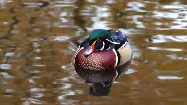 Wood Duck Small Lake — Stock Video