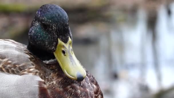 小湖上的一只木鸭 — 图库视频影像