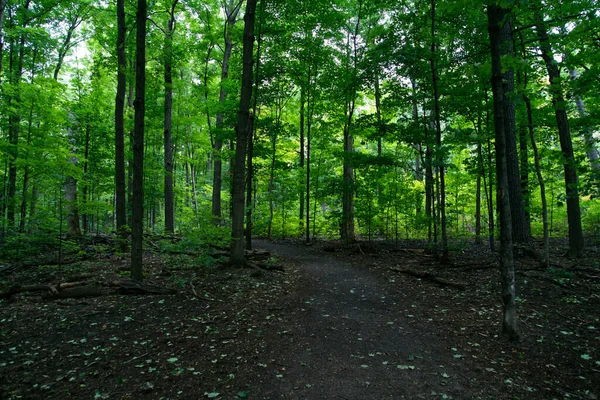 Uma Floresta Verde Dia Outono — Fotografia de Stock