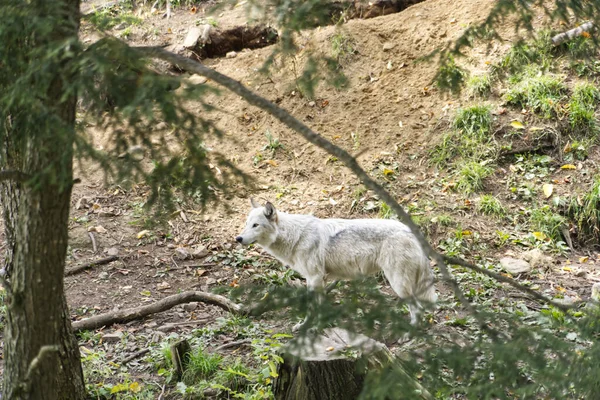 Ein Einsamer Grauer Wolf Wald — Stockfoto