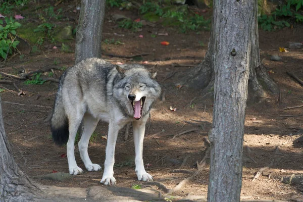 森林里一只孤独的灰狼 — 图库照片