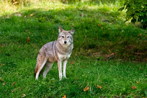 Coyote Solitario Nella Foresta — Foto Stock