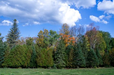 Sonbahar gününde güzel bir orman