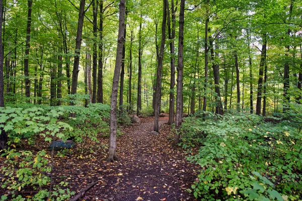 Uma Bela Floresta Dia Outono — Fotografia de Stock