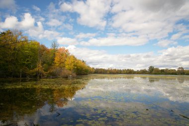 Sonbahar gününde renkli bir orman