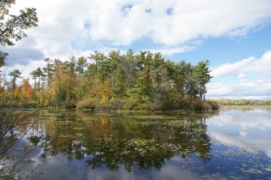 Sonbahar gününde renkli bir orman