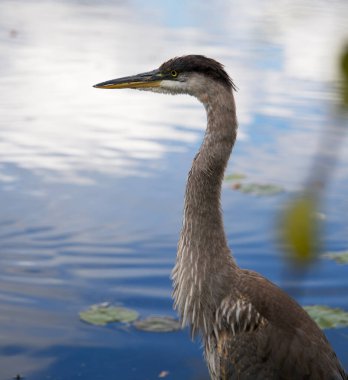 Küçük Mavi Balıkçıl