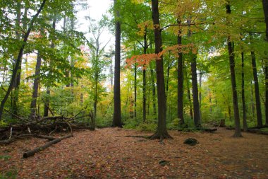 Sonbahar mevsiminde güzel bir orman