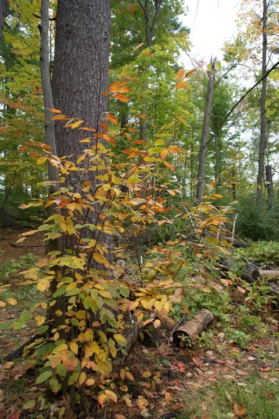 Uma Linda Floresta Temporada Outono — Fotografia de Stock