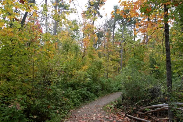 Uma Linda Floresta Temporada Outono — Fotografia de Stock