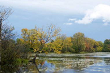 Sonbahar gününde renkli bir orman