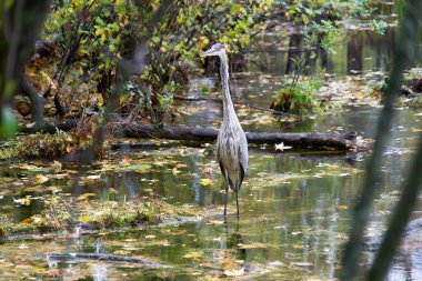Küçük Mavi Balıkçıl