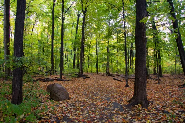 Floresta Colorida Dia Outono — Fotografia de Stock