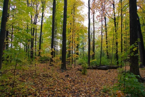 Floresta Colorida Dia Outono — Fotografia de Stock