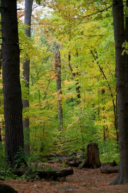 Sonbahar mevsiminde renkli bir orman