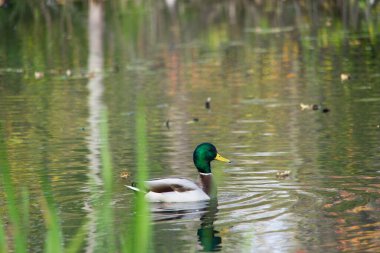 Gölde yalnız bir ördek