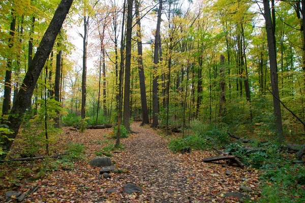 Sonbahar Mevsiminde Renkli Bir Orman — Stok fotoğraf
