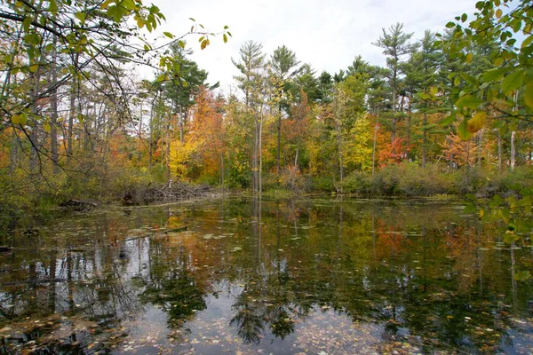 秋天五彩斑斓的森林 — 图库照片