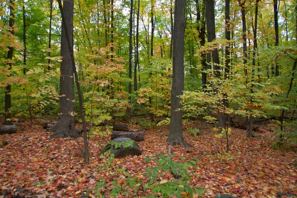 Uma Floresta Colorida Temporada Outono — Fotografia de Stock