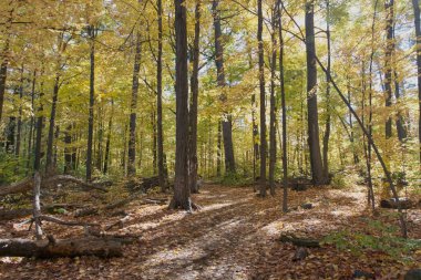 Sonbaharda sonbahar ormanı
