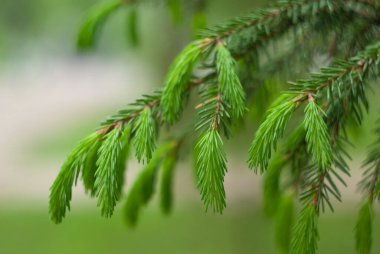Yeşil ladin genç iğneleri. Bulanık arkaplanda taze iğneleri kapat