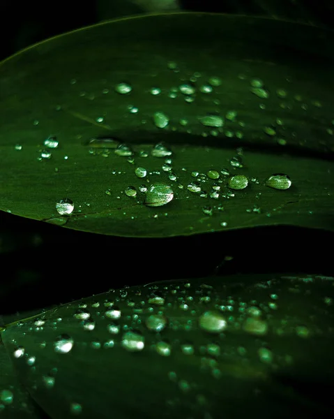 Вода Капает Зеленые Листья После Дождя Саду Образец Фона — стоковое фото