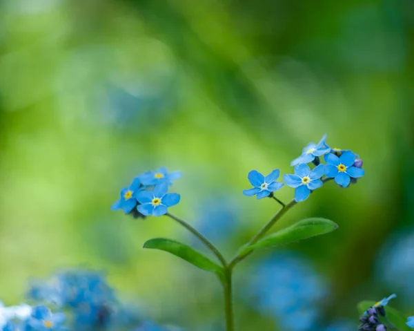 Yeşil ve sarı arka planda, güneş ışınlarında mavi olmayan çiçekleri unutun. Çiçek açan doğa arka planı