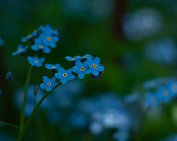Glöm Mig Inte Blå Blommor Grön Suddig Bakgrund Blommande Blommor — Stockfoto