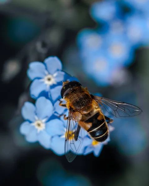 Mavi olmayan bir çiçekten polen toplayan bir bal arısının makro görüntüsü.