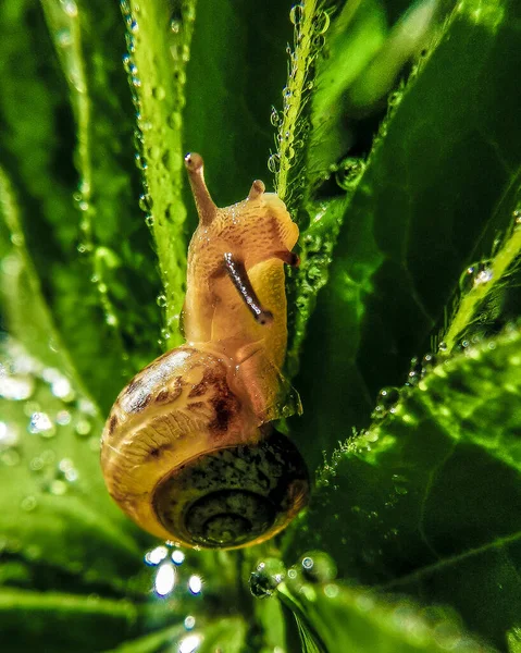 Escargot Unique Sur Les Feuilles Rosée — Photo