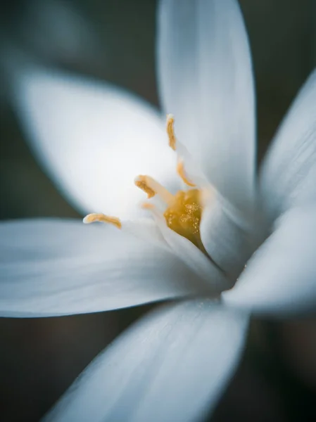Einzelne Weiße Verschwommene Sternblume Ornithogalum Umbellatum Graslilie Blüte — Stockfoto