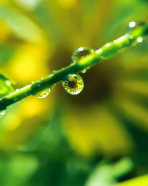 Gul Tusensköna Kamomill Reflektion Dagg Droppe — Stockfoto