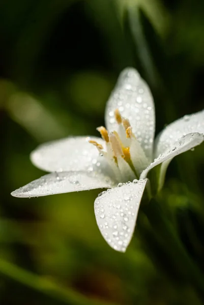 Fotos de Flor de estrela da primavera, Imagens de Flor de estrela da  primavera sem royalties | Depositphotos