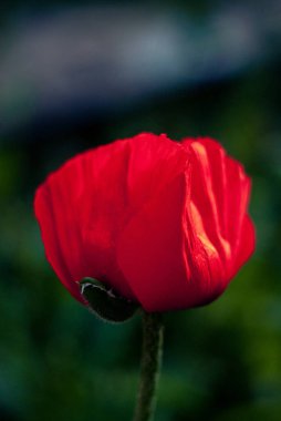 Yeşil çimenlerin bulanık arka planında kırmızı haşhaş, çiçek açan haşhaş yakın plan