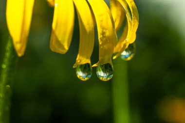 Doronicum çiçeğinin sarı yapraklarına su damlaları düşer. Yakın çekim makro çekim, yeşil güneşli arka plan bulanık.
