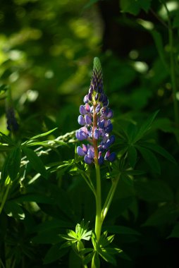 Lupinus mor ve mavi çiçekler. Mor ve pembe lupin demeti