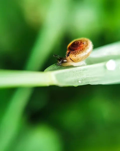 Macro View Small Snail Bright Green Garden Background — Stock Photo, Image