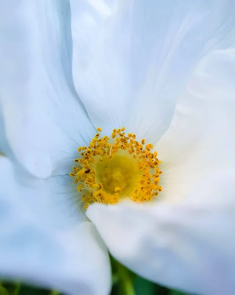 Ενιαία Λευκό Λουλούδι Τριαντάφυλλο Σκυλί Κοντά Στο Παρασκήνιο — Φωτογραφία Αρχείου