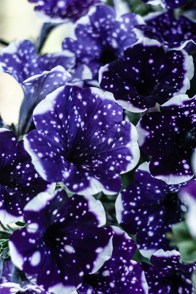 Kilka Niebieskich Kwiatów Białymi Plamami Uprawianej Hybrydy Petunia Mieście — Zdjęcie stockowe