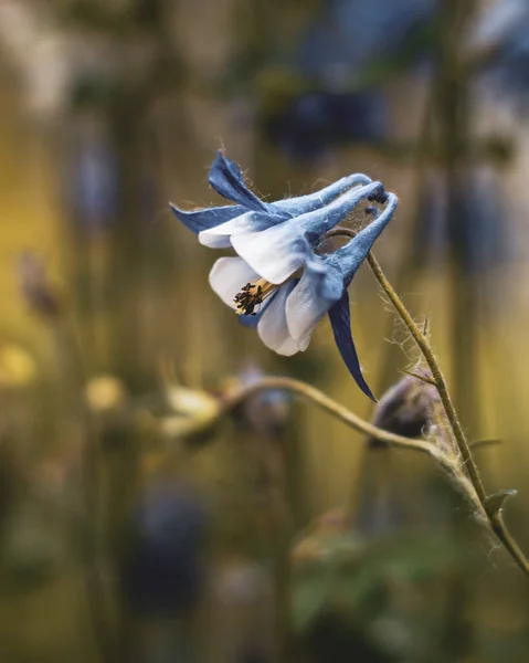 Bahçede açan bir Aquilegia çiçeği tomurcuğu. Arkaplanı bulanık sanat fotoğrafçılığı
