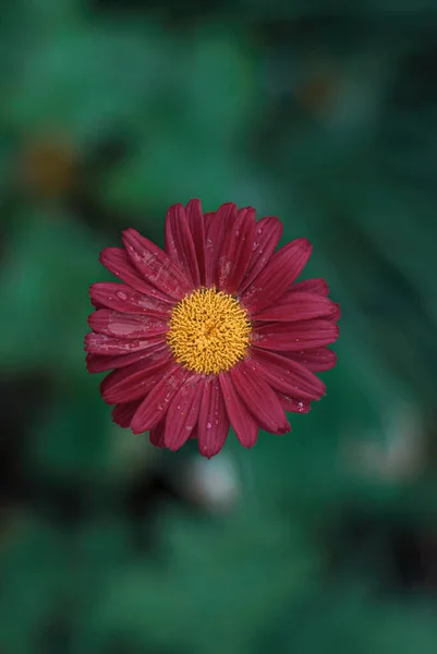 Kırmızı piretrum ya da Pers papatyası (lat. Pyrethrum Roseum) Üst görünüm