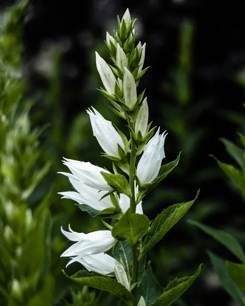 Beyaz çan çiçeği (Campanula latifolia alba) bitki dikey. Bir bahçede tomurcuklar ve çiçek açan çiçekler
