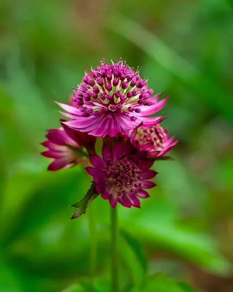 Güzel yeşil arka planda kırmızı astrantia çiçeği