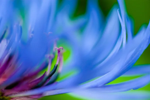 Der Makrotrieb Von Staubgefäßen Und Blütenblättern Des Torfkrauts Centaurea Sieht — Stockfoto