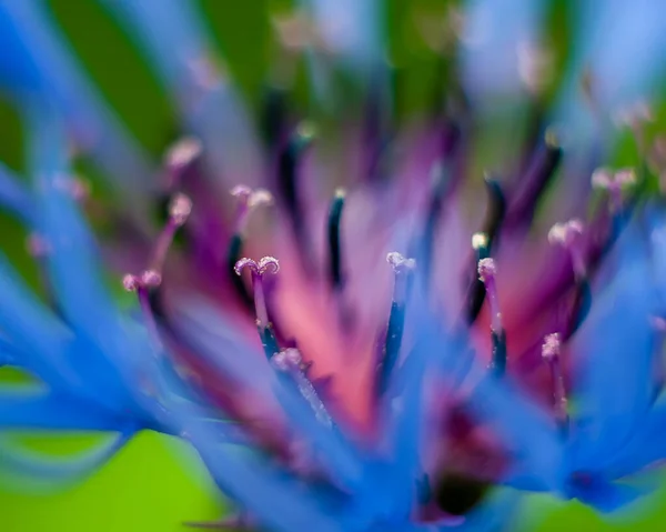 Der Makrotrieb Von Staubgefäßen Und Blütenblättern Des Torfkrauts Centaurea Sieht — Stockfoto