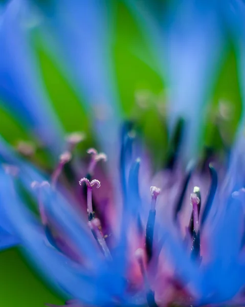 Der Makrotrieb Von Staubgefäßen Und Blütenblättern Des Torfkrauts Centaurea Sieht — Stockfoto