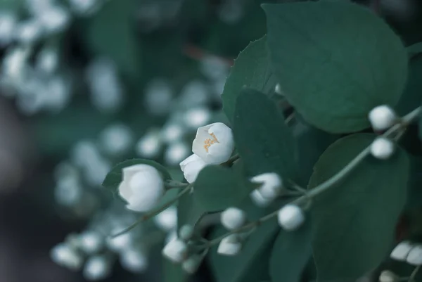 Beyaz yasemin çiçekleri dalda tomurcuklanır