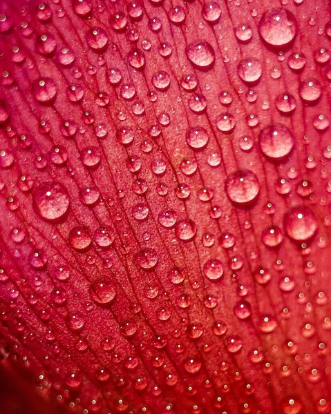 Wassertropfen Auf Roten Pfingstrosenblütenblättern — Stockfoto