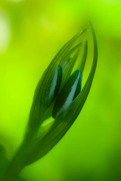 Ornithogalum umbellatum beyaz yıldız çiçek tomurcuğu güzel sanatsal arka planda patlamış. Ornithogalumun botanik ailesi liliaceae 'dir..